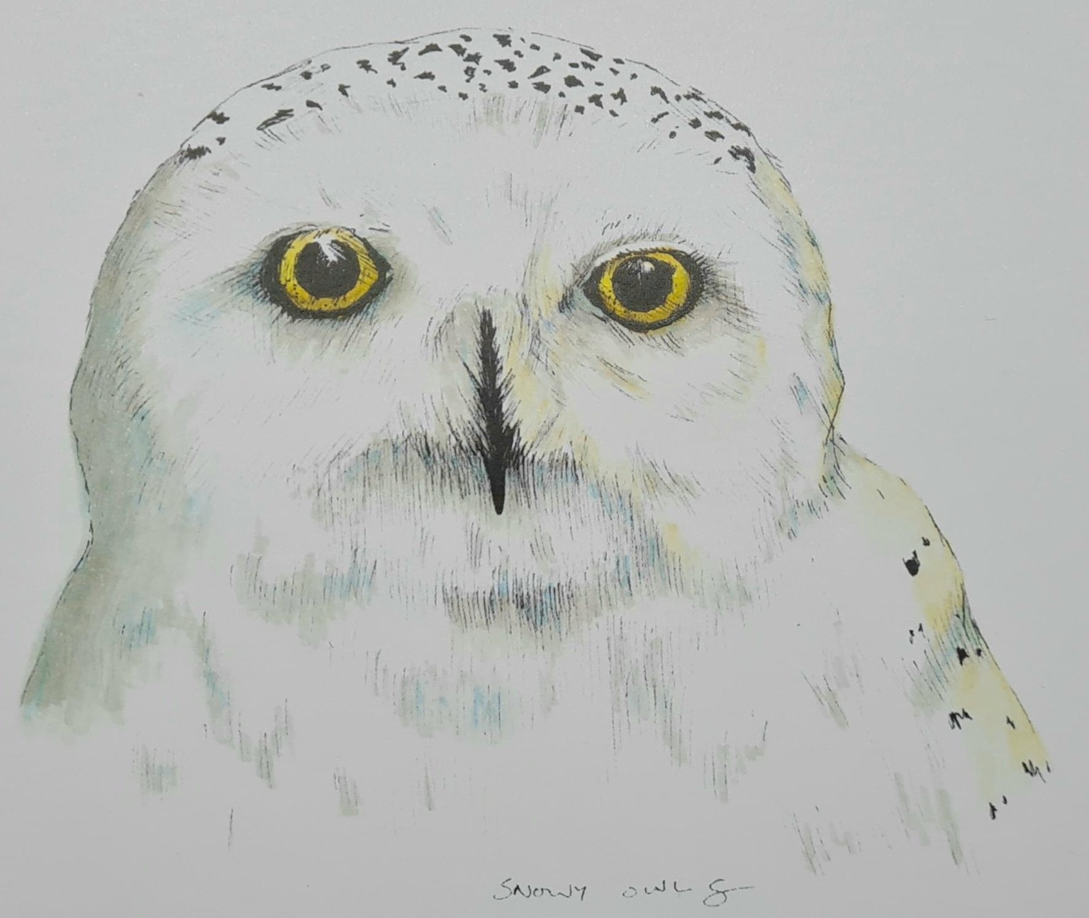 Gouldian Finch and Snowy owl - image 1 - student project