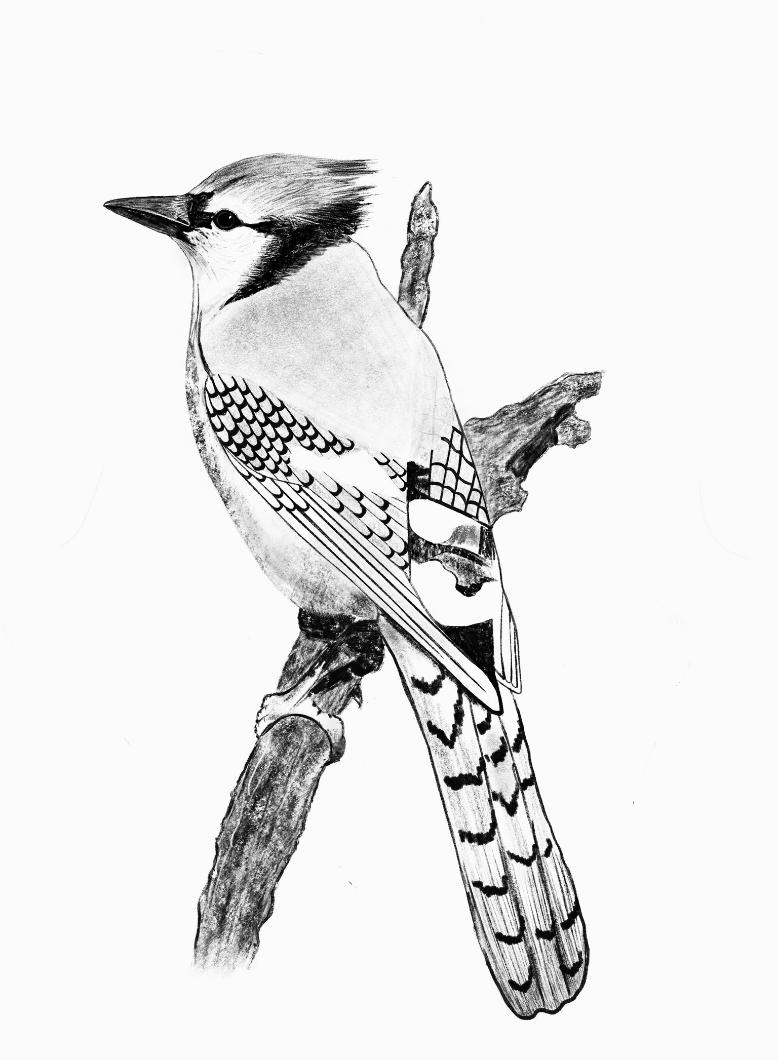 Drawing birds in Procreate (2 birds) - image 2 - student project