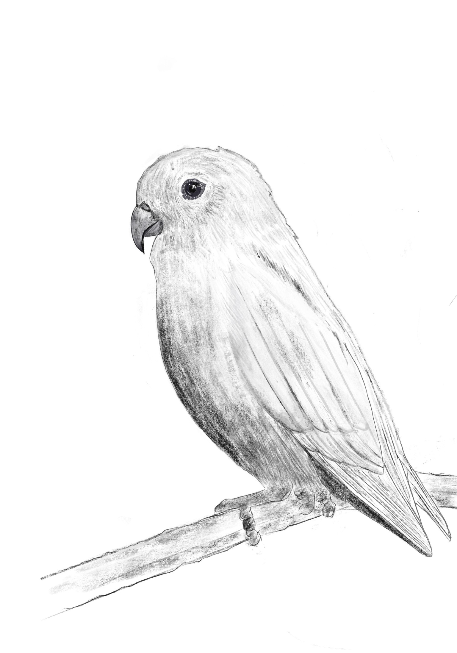 Drawing birds in Procreate (2 birds) - image 4 - student project