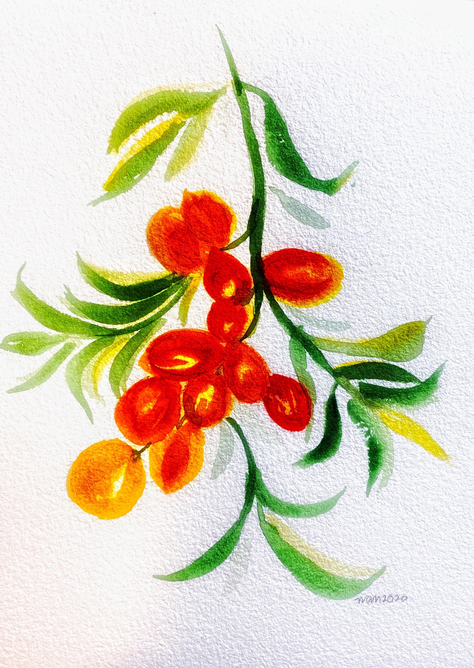 INCredible Poppies, Buckthorn, Squirrel - image 3 - student project