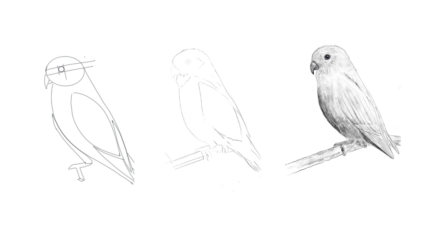 Drawing birds in Procreate (2 birds) - image 3 - student project