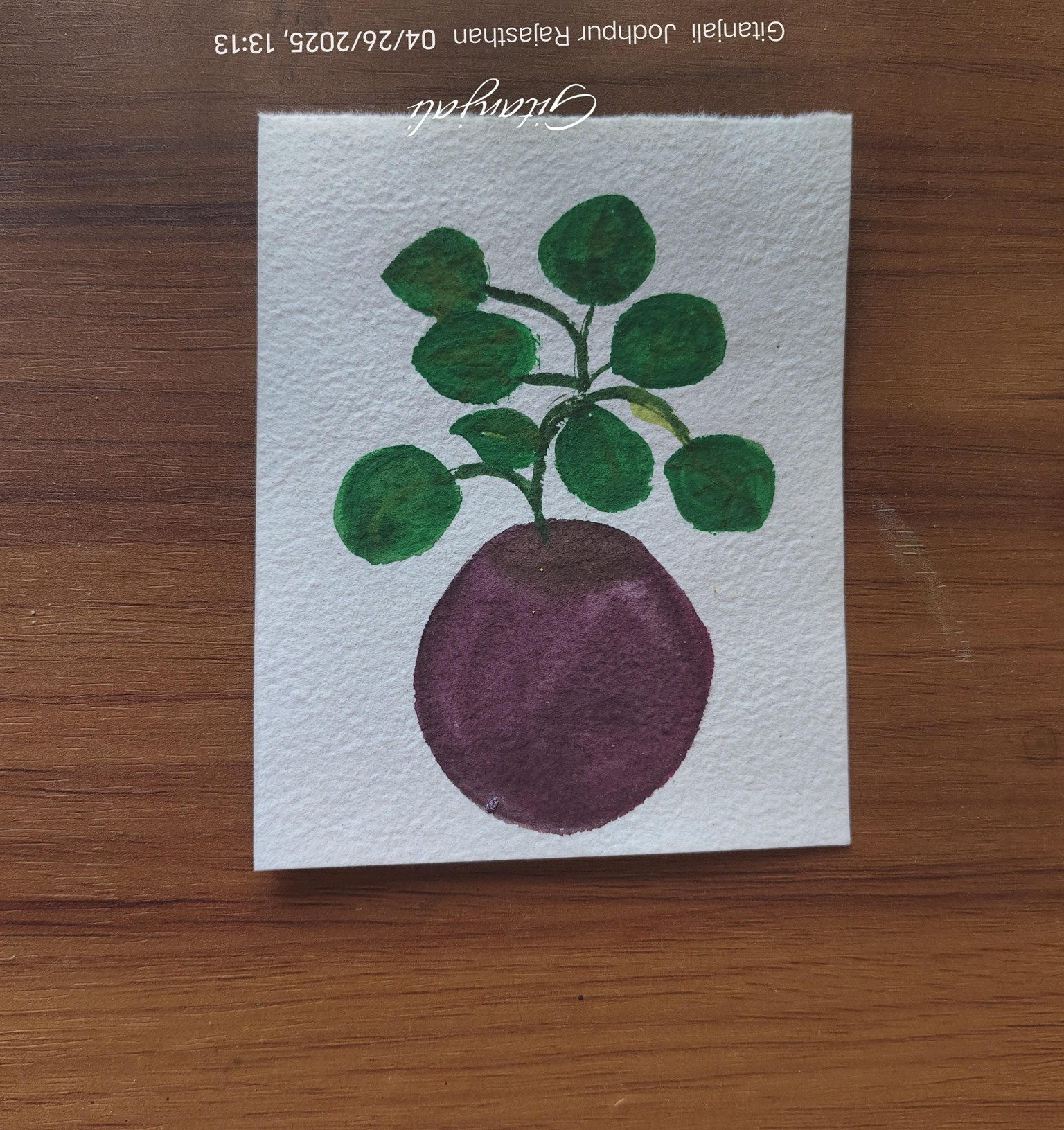My garden plants - image 2 - student project