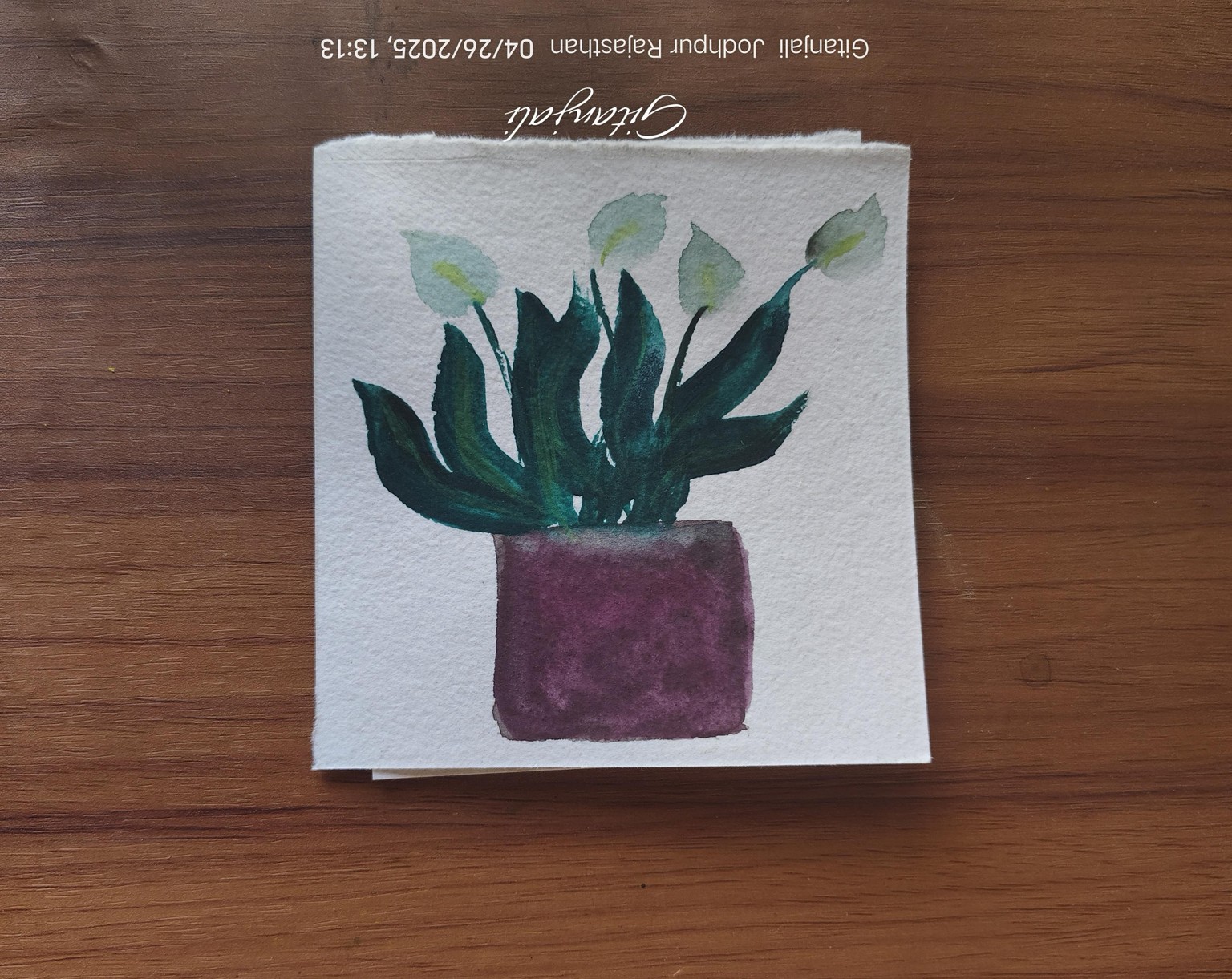My garden plants - image 3 - student project