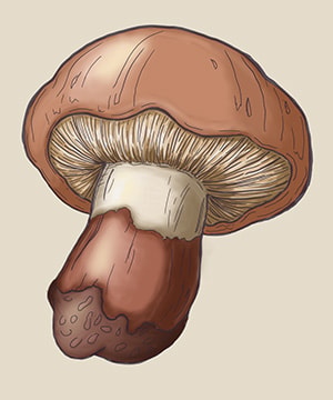 Following on fungi - image 4 - student project