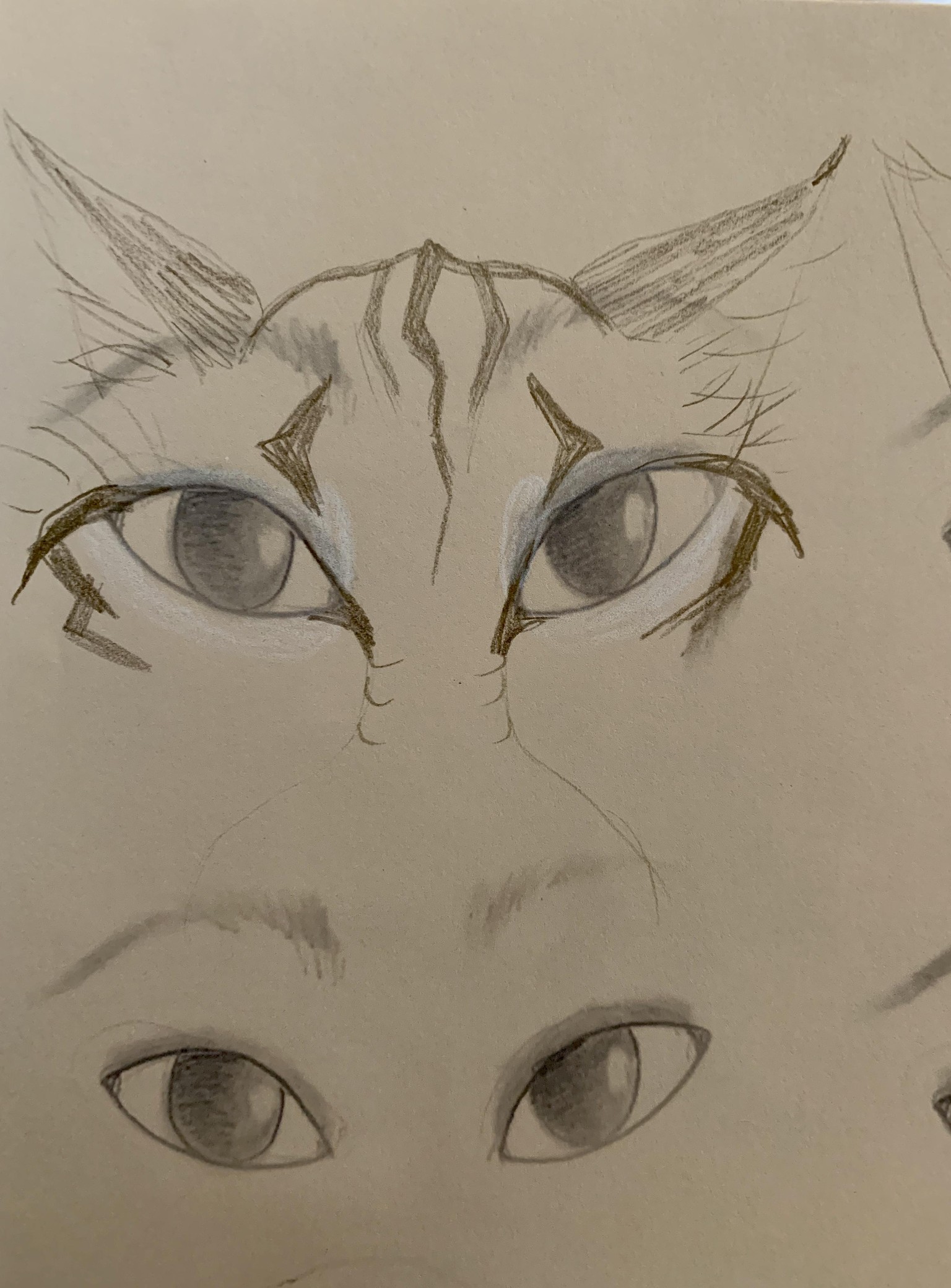 Bobcats - image 7 - student project