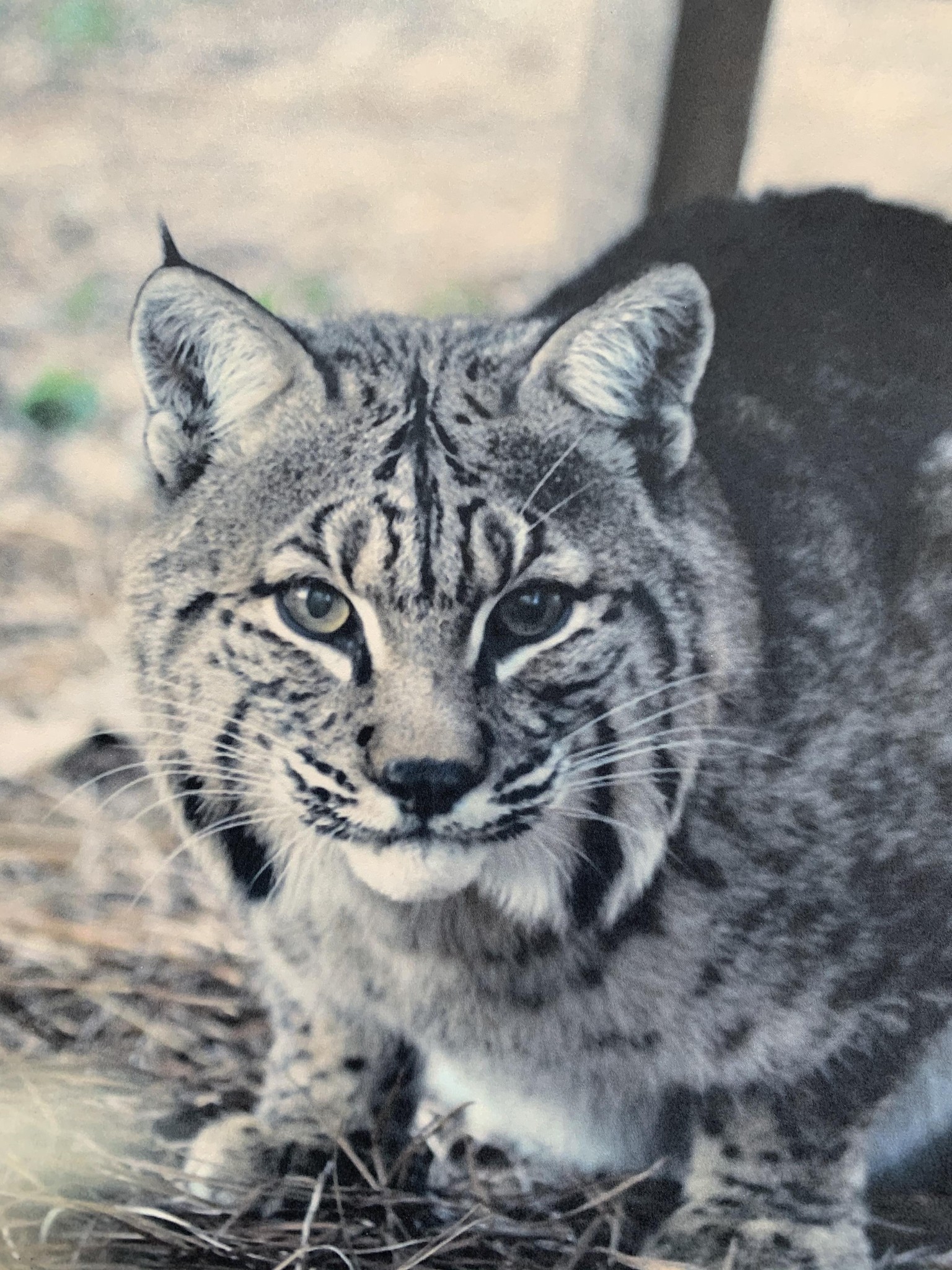 Bobcats - image 2 - student project