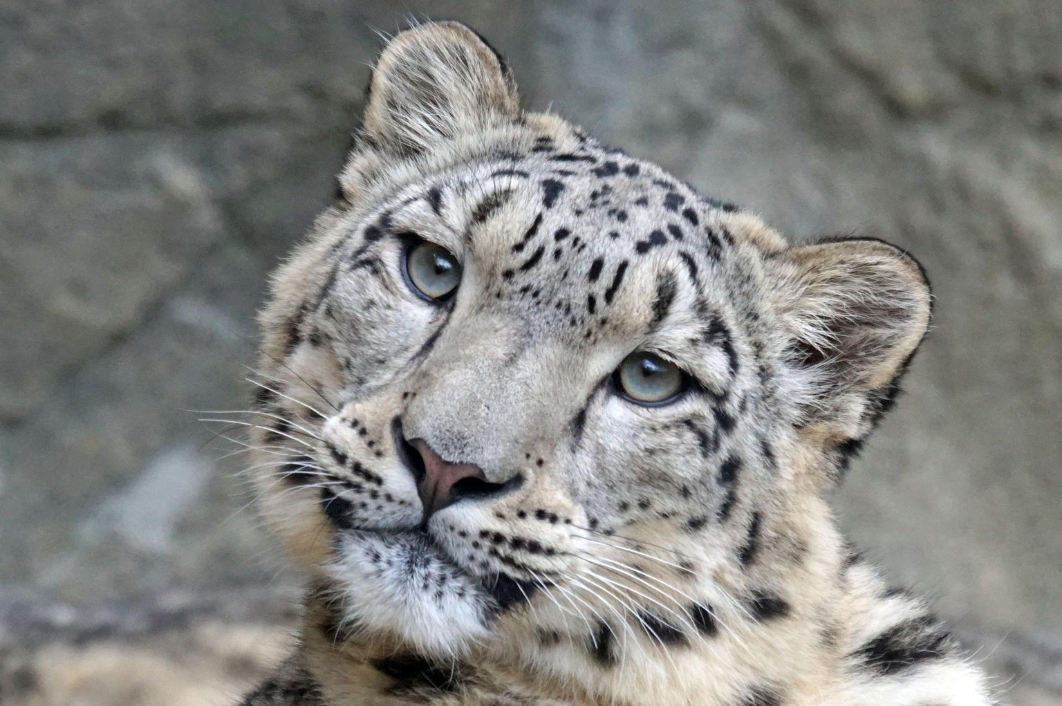 Snow Leopard - image 2 - student project