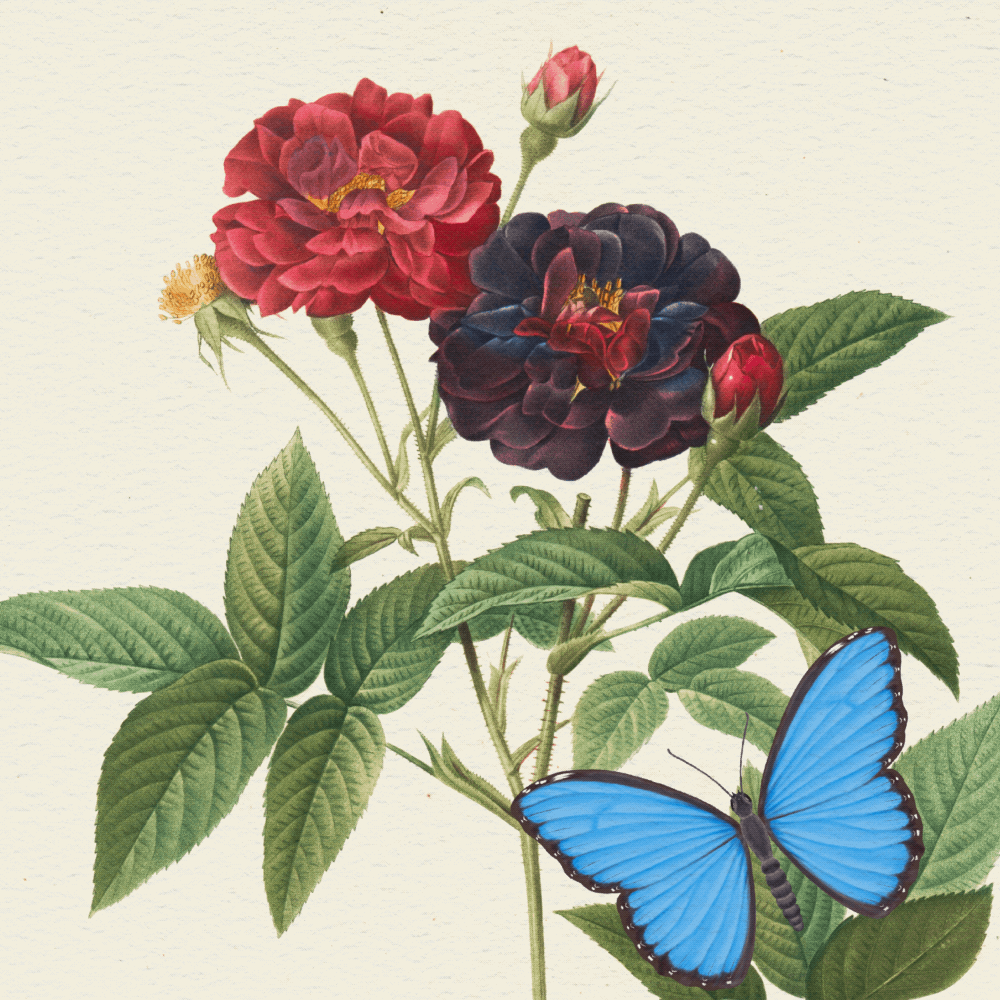 Illustrate & Animate Butterflies in Procreate - image 3 - student project