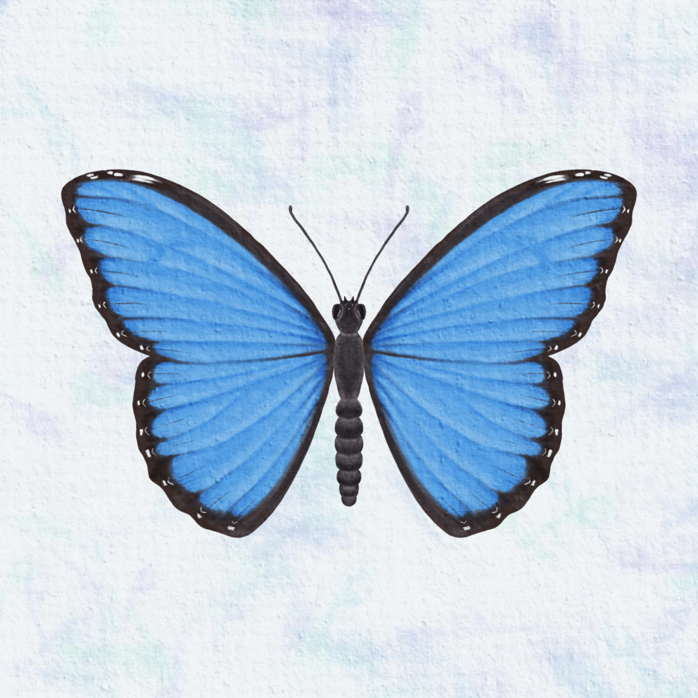 Illustrate & Animate Butterflies in Procreate - image 2 - student project