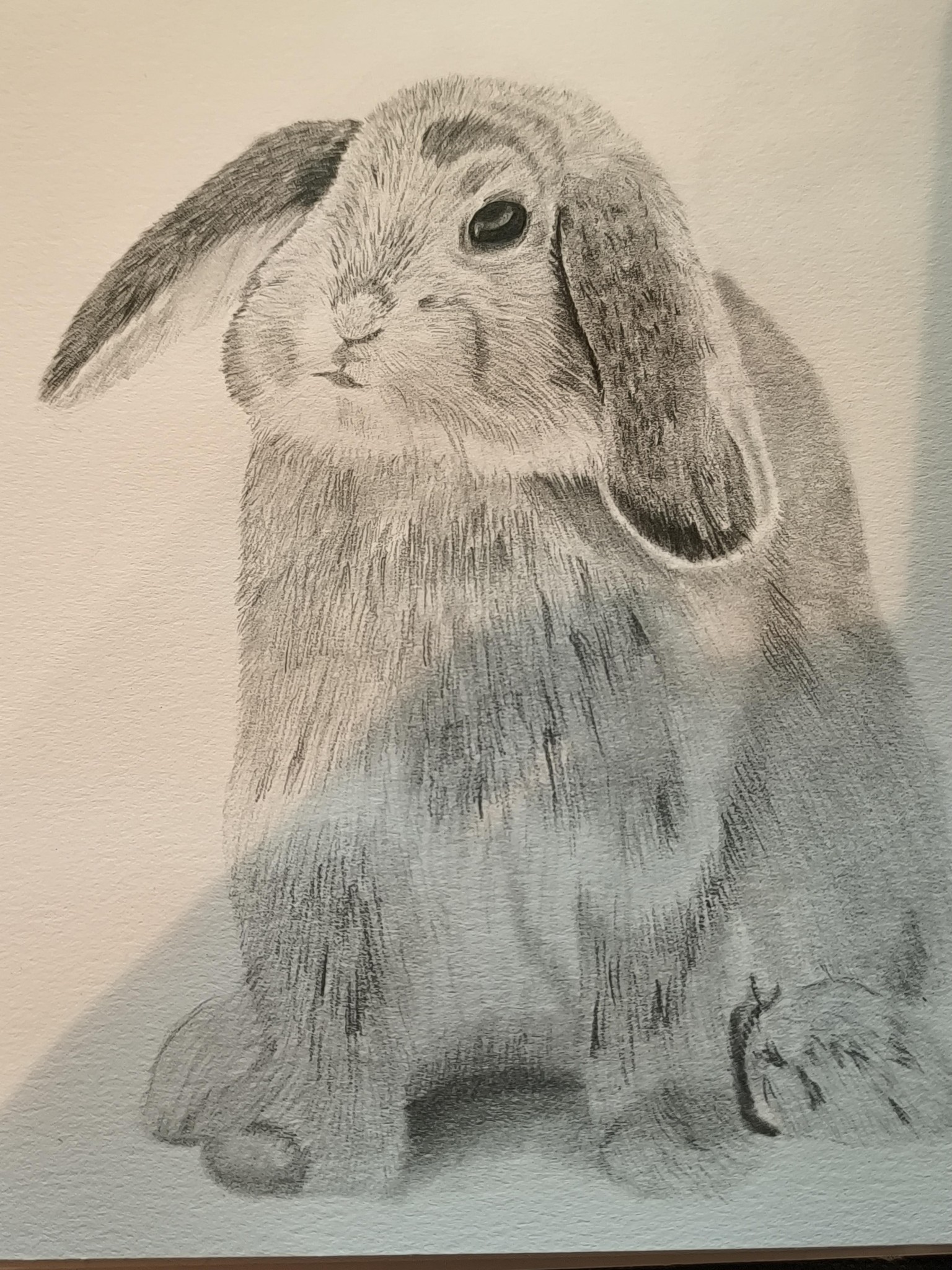 little Bunny - image 1 - student project