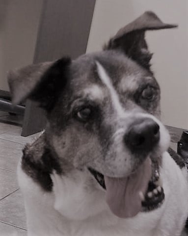 My Dog Bizzy - image 2 - student project
