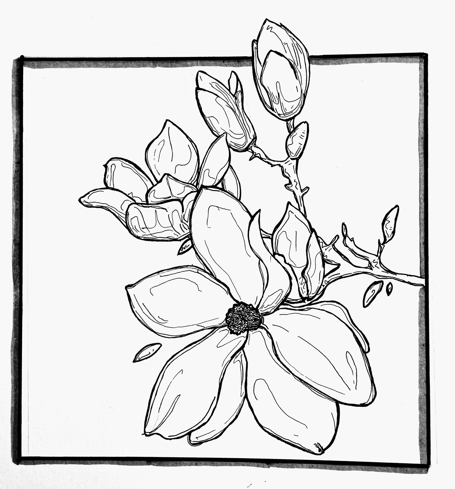 Magnolia, Sunflower, Rose - image 3 - student project