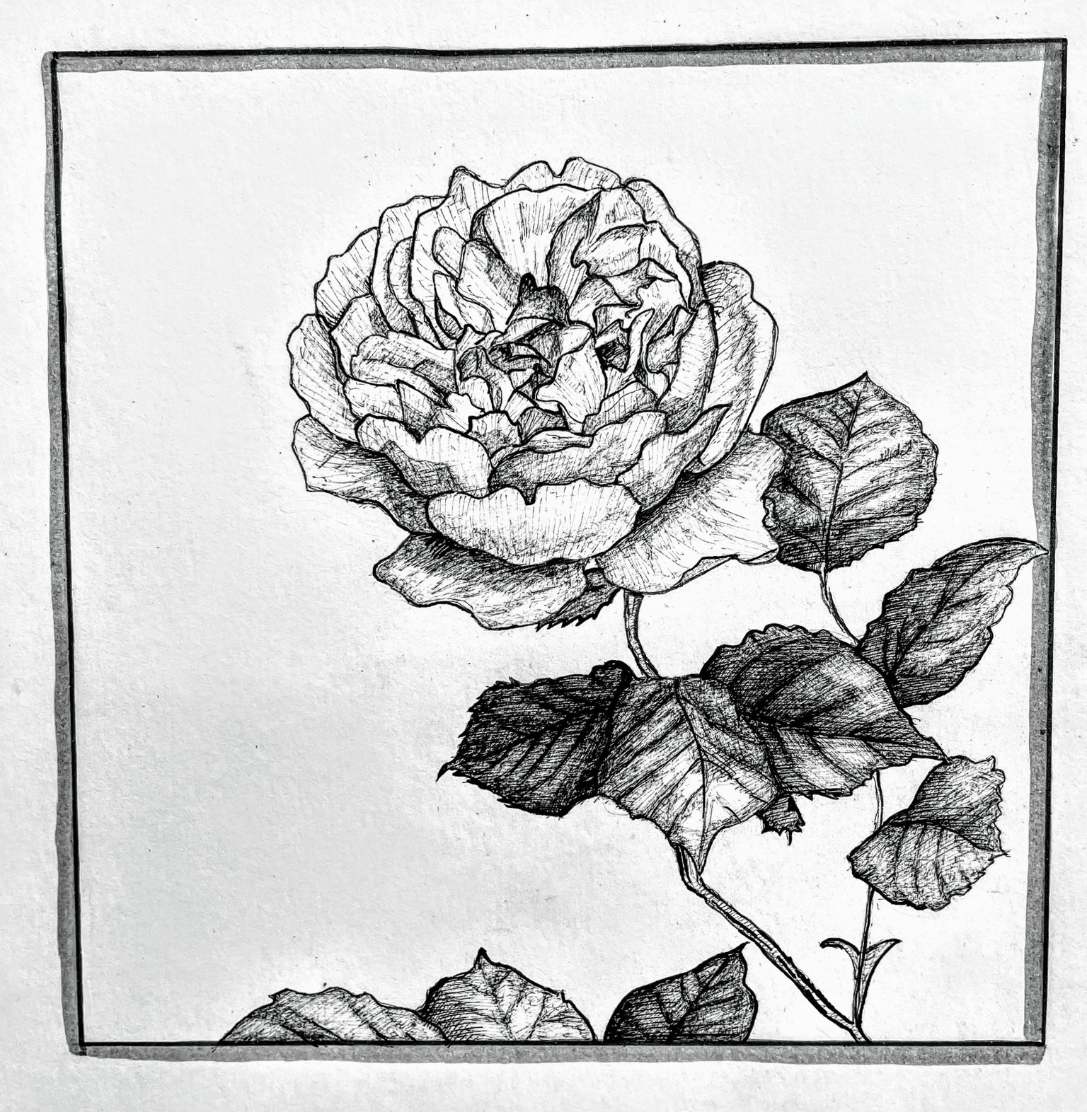 Magnolia, Sunflower, Rose - image 1 - student project