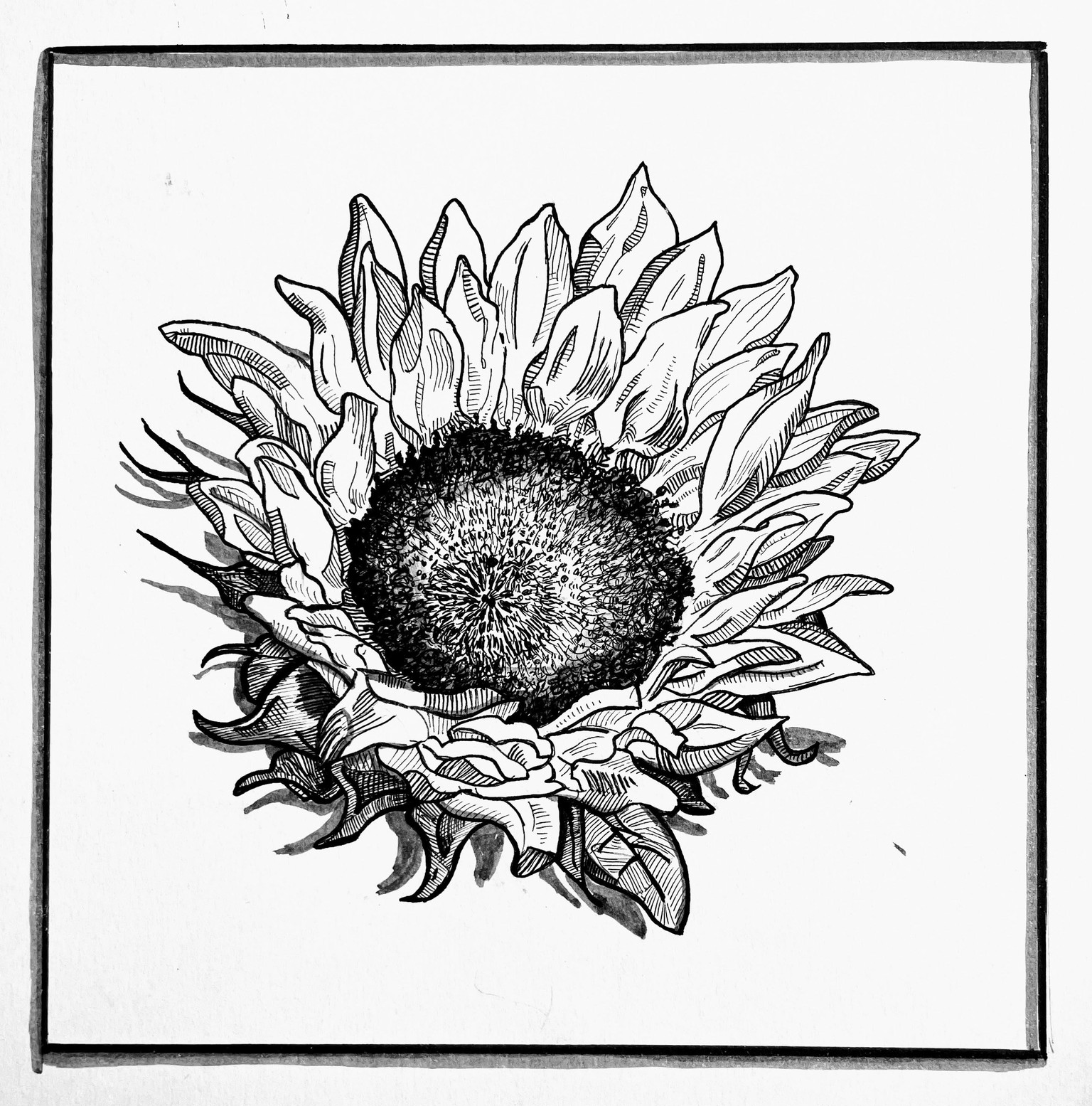 Magnolia, Sunflower, Rose - image 2 - student project