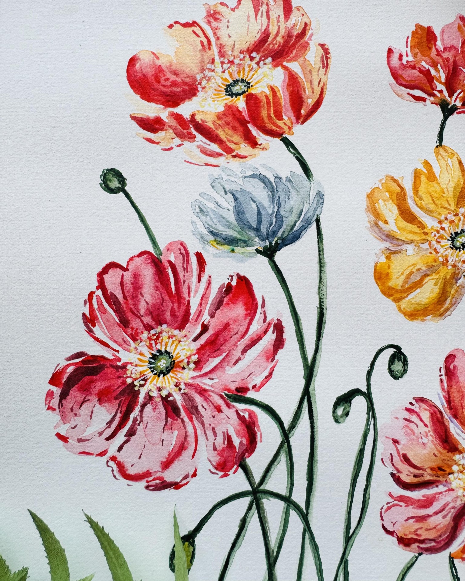 Icelandic Poppies - image 2 - student project