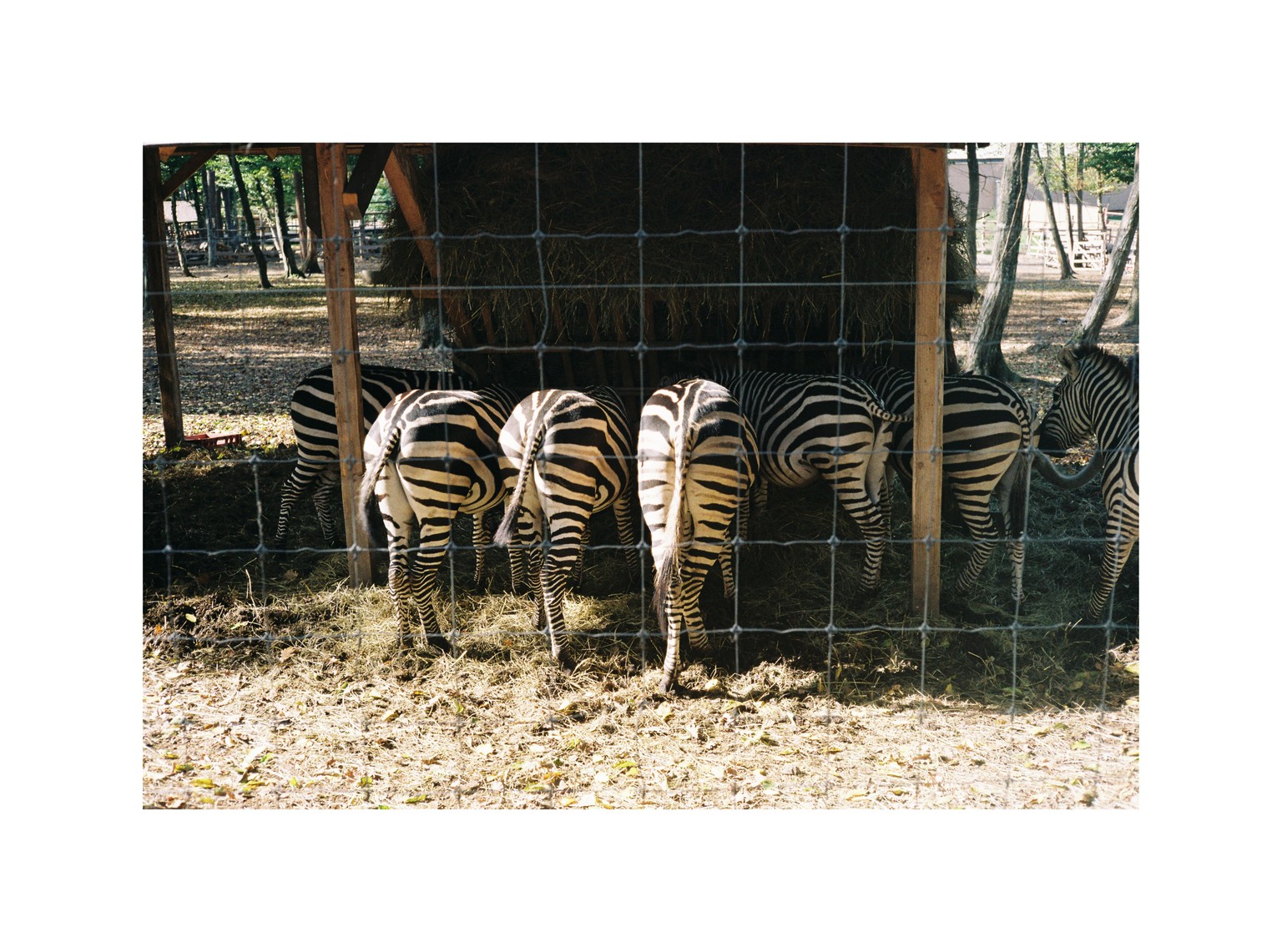 First roll of film - Kodak Gold 200 - image 6 - student project
