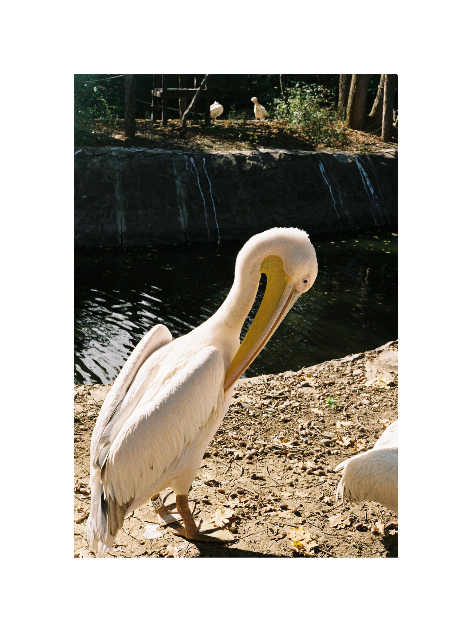 First roll of film - Kodak Gold 200 - image 5 - student project
