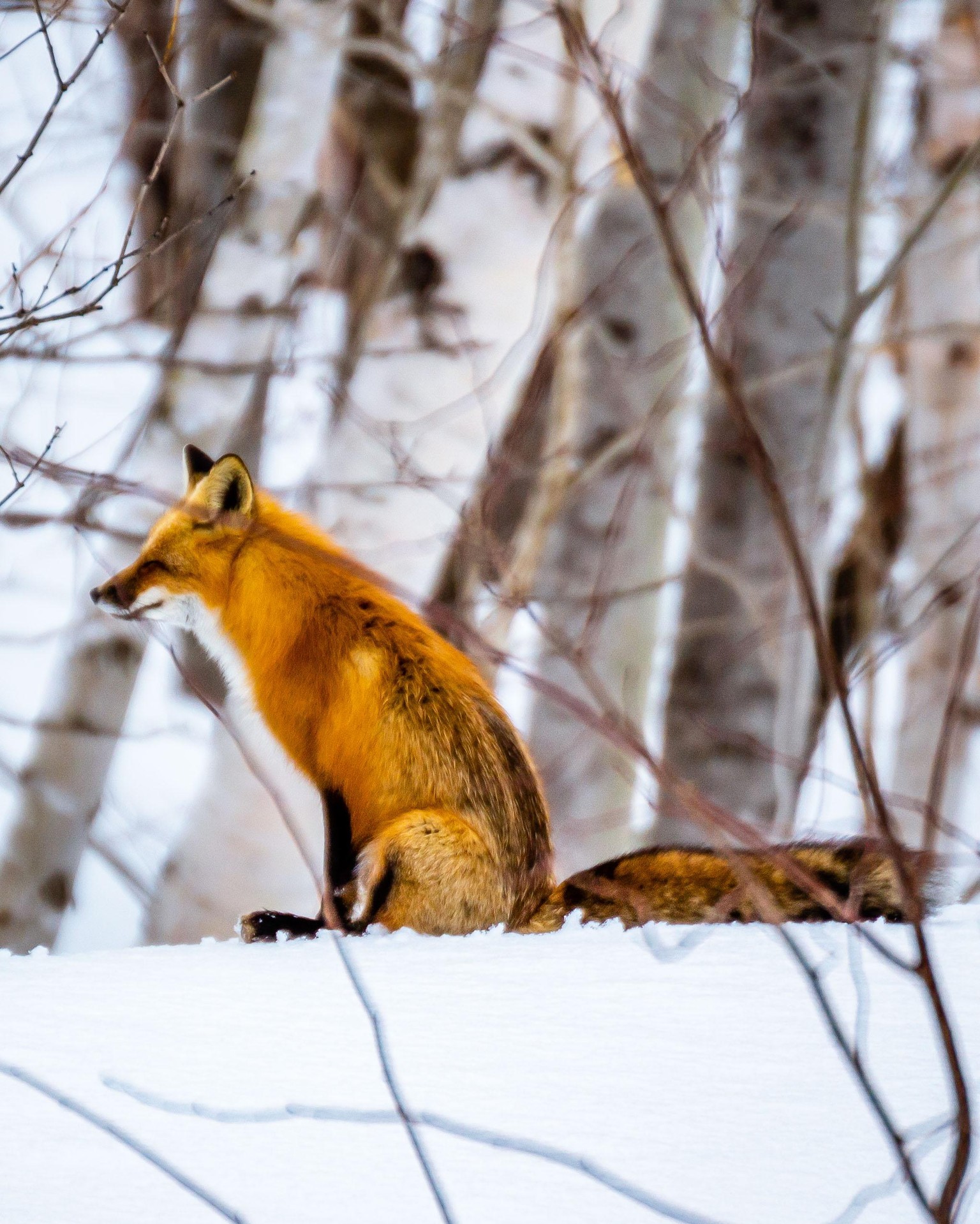 Sliding fox - image 1 - student project