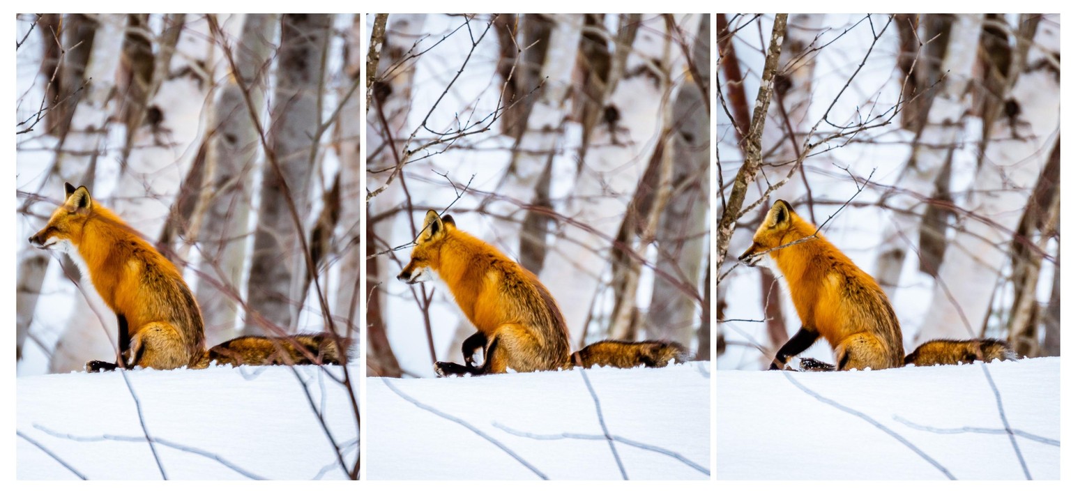 Sliding fox - image 2 - student project