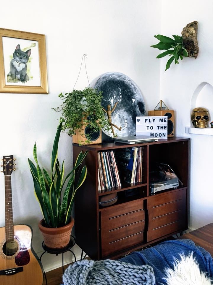 My mounted Staghorn Fern, snake plants, pothos, philodendron, and others. - image 1 - student project