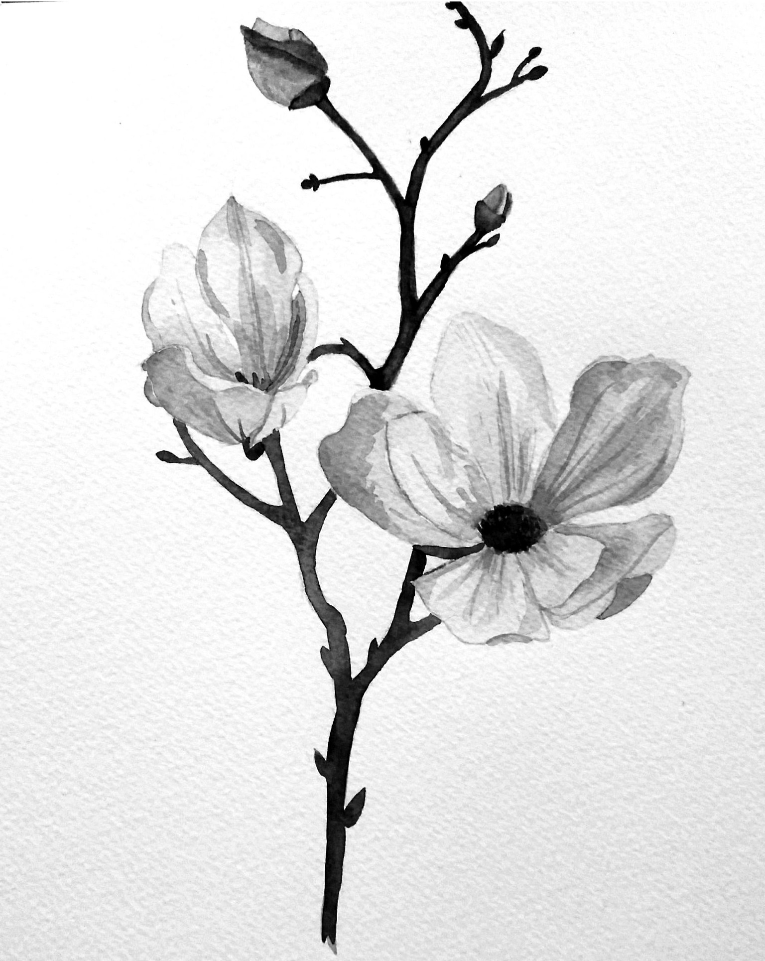 Magnolia flowers - image 1 - student project