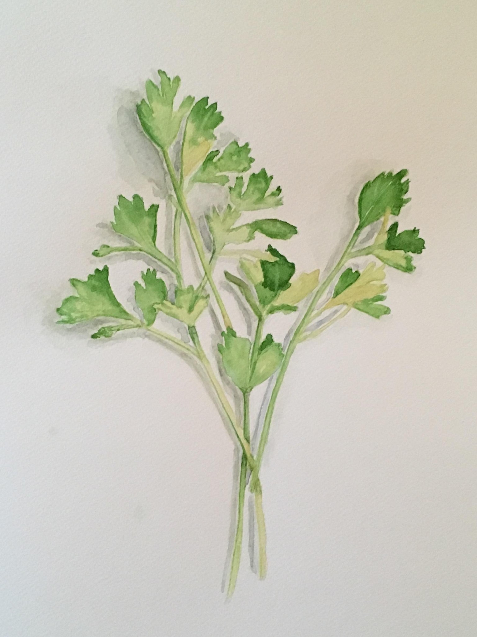 Herbs  - image 1 - student project