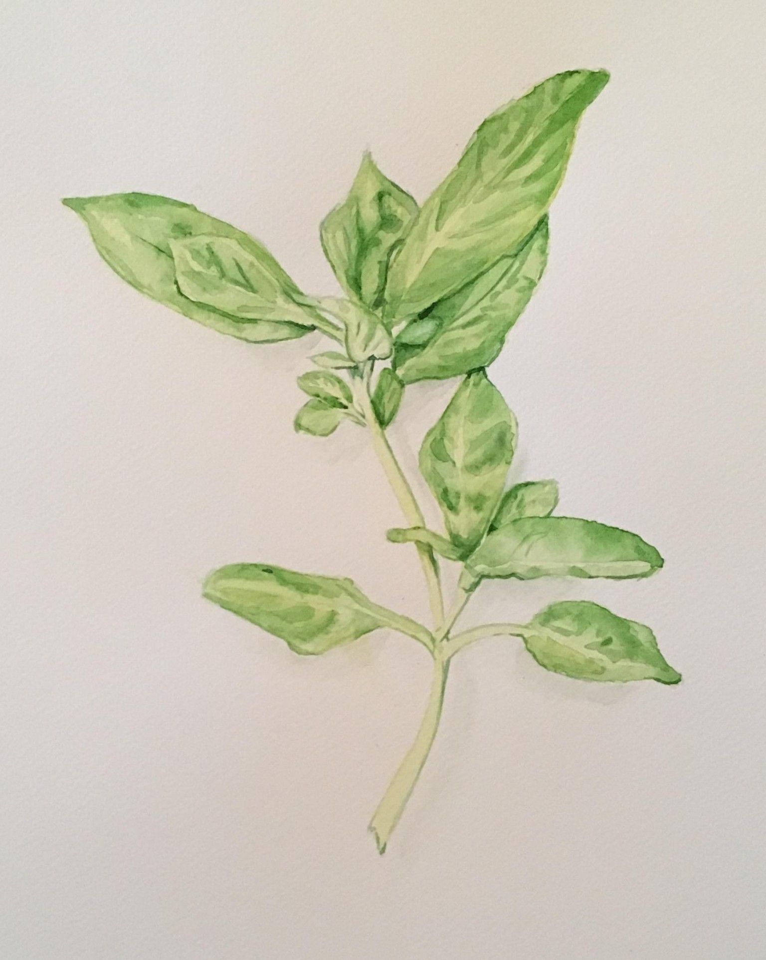 Herbs  - image 2 - student project
