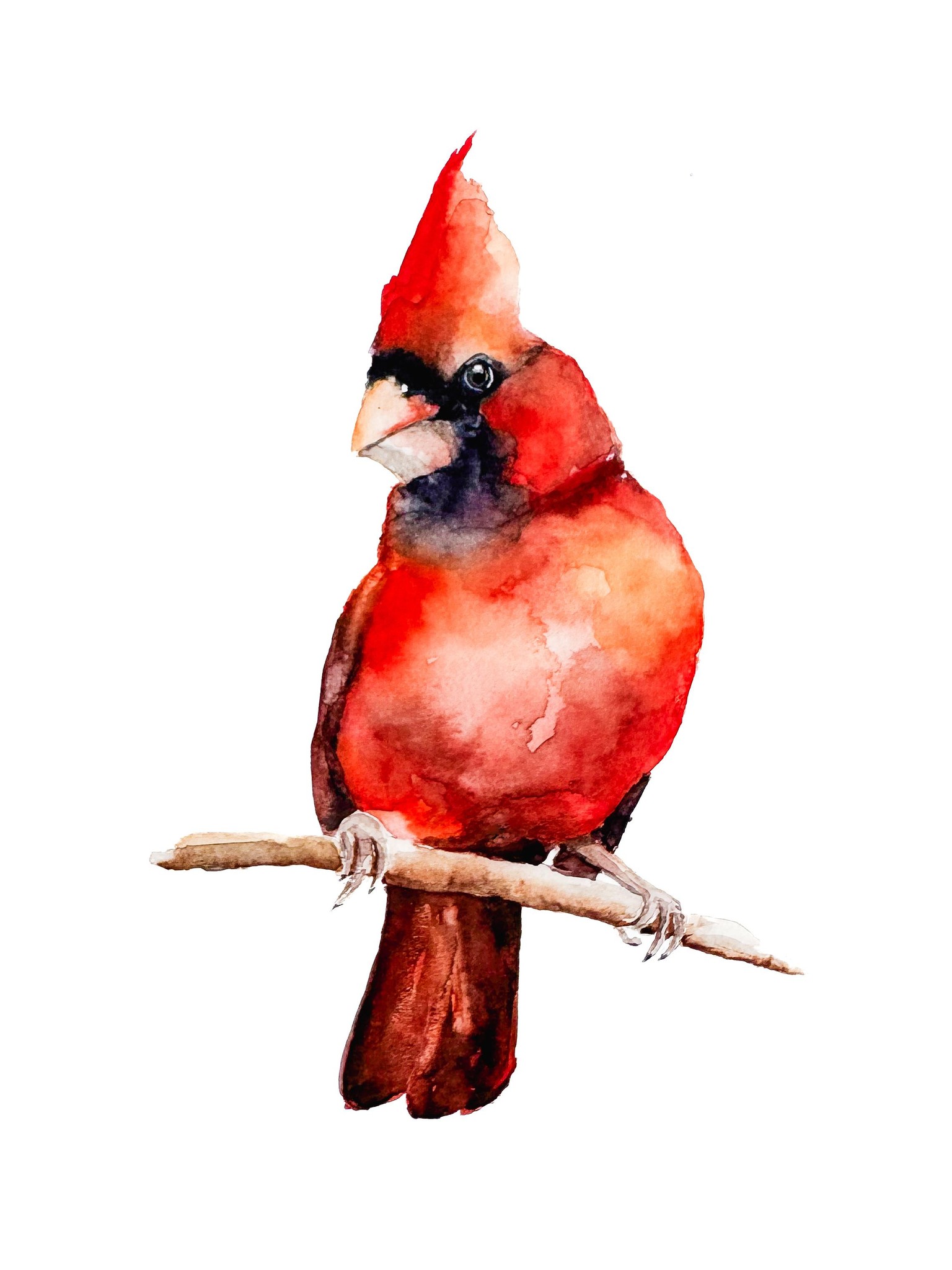 Cardinal - image 2 - student project
