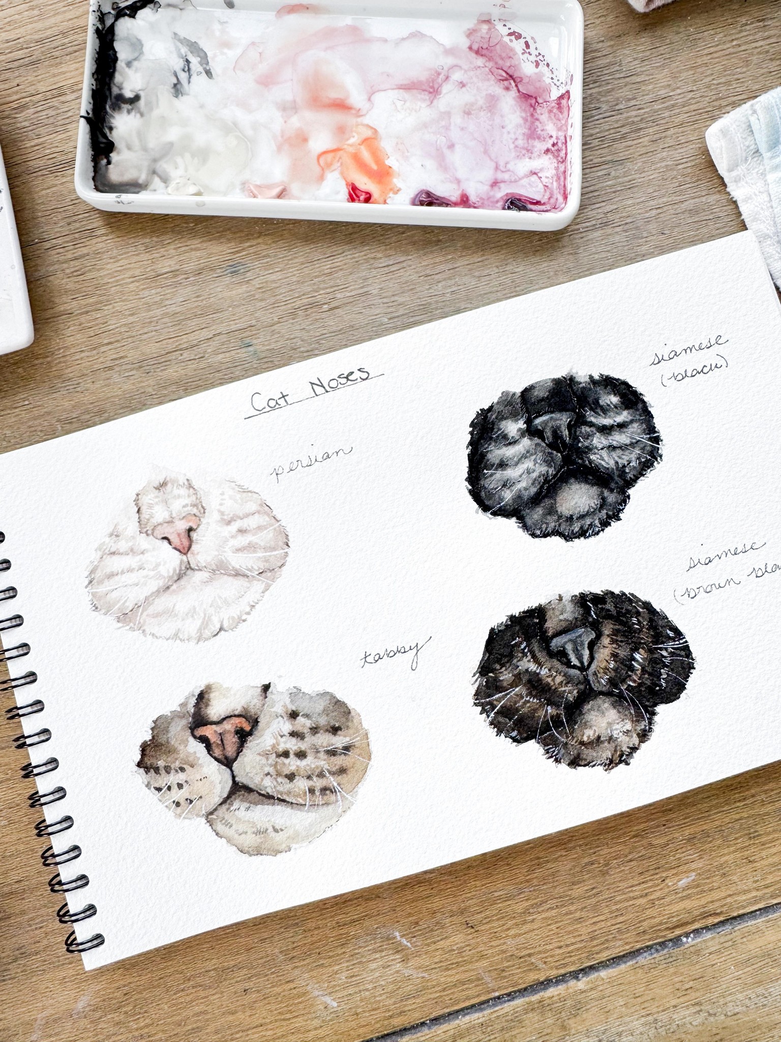 Cat Noses - image 2 - student project