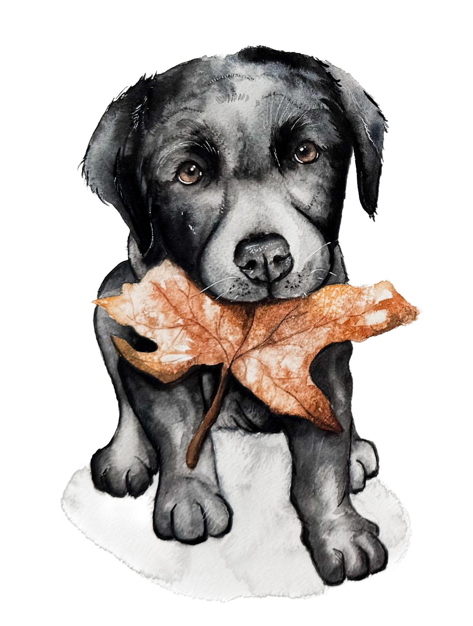 Oscar with Maple Leaf - image 2 - student project
