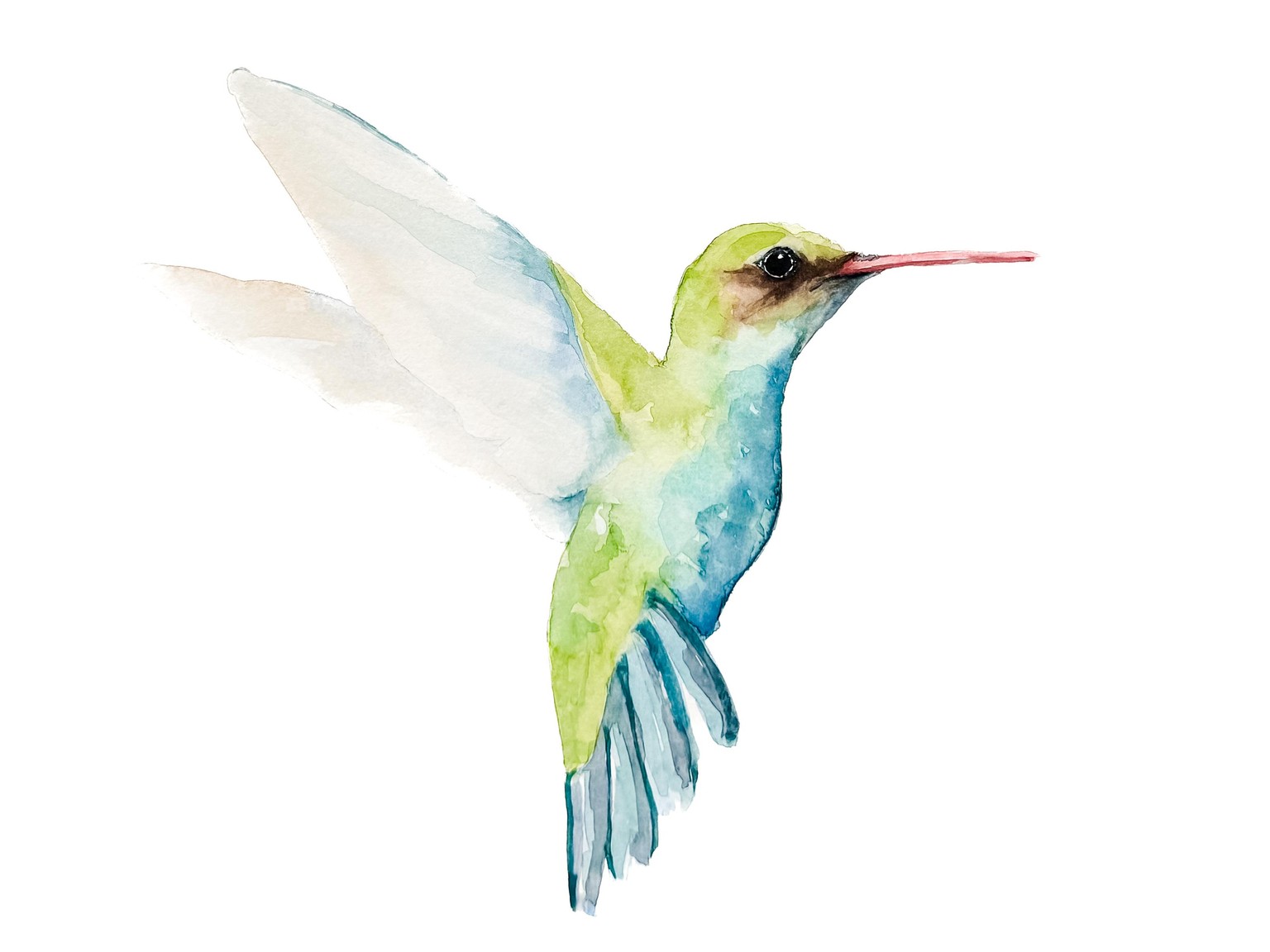 Loose Hummingbird - image 2 - student project