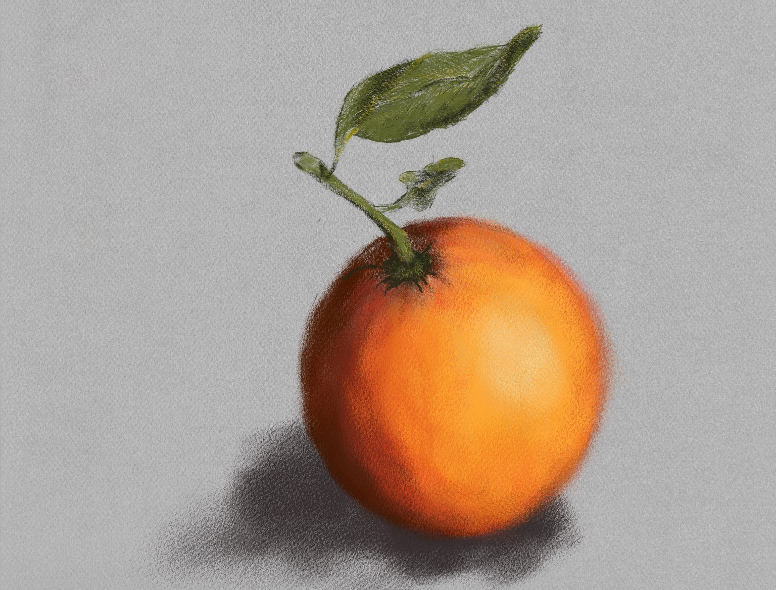 pastel robin + orange - image 2 - student project