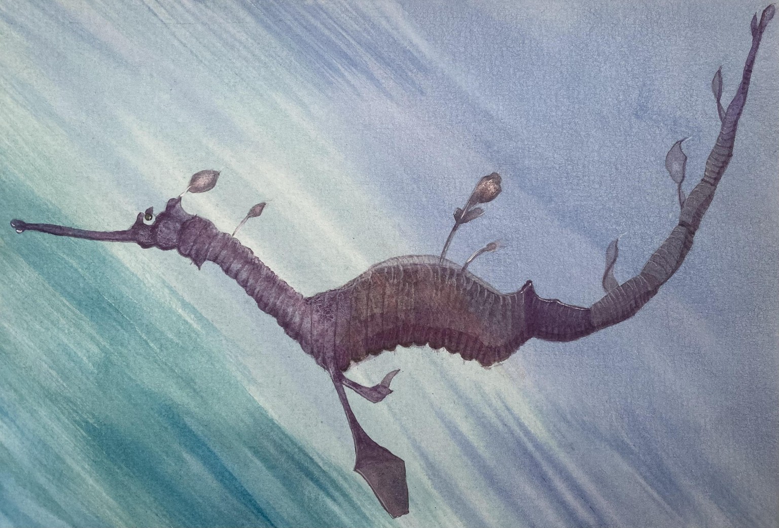 Sea dragon - image 1 - student project