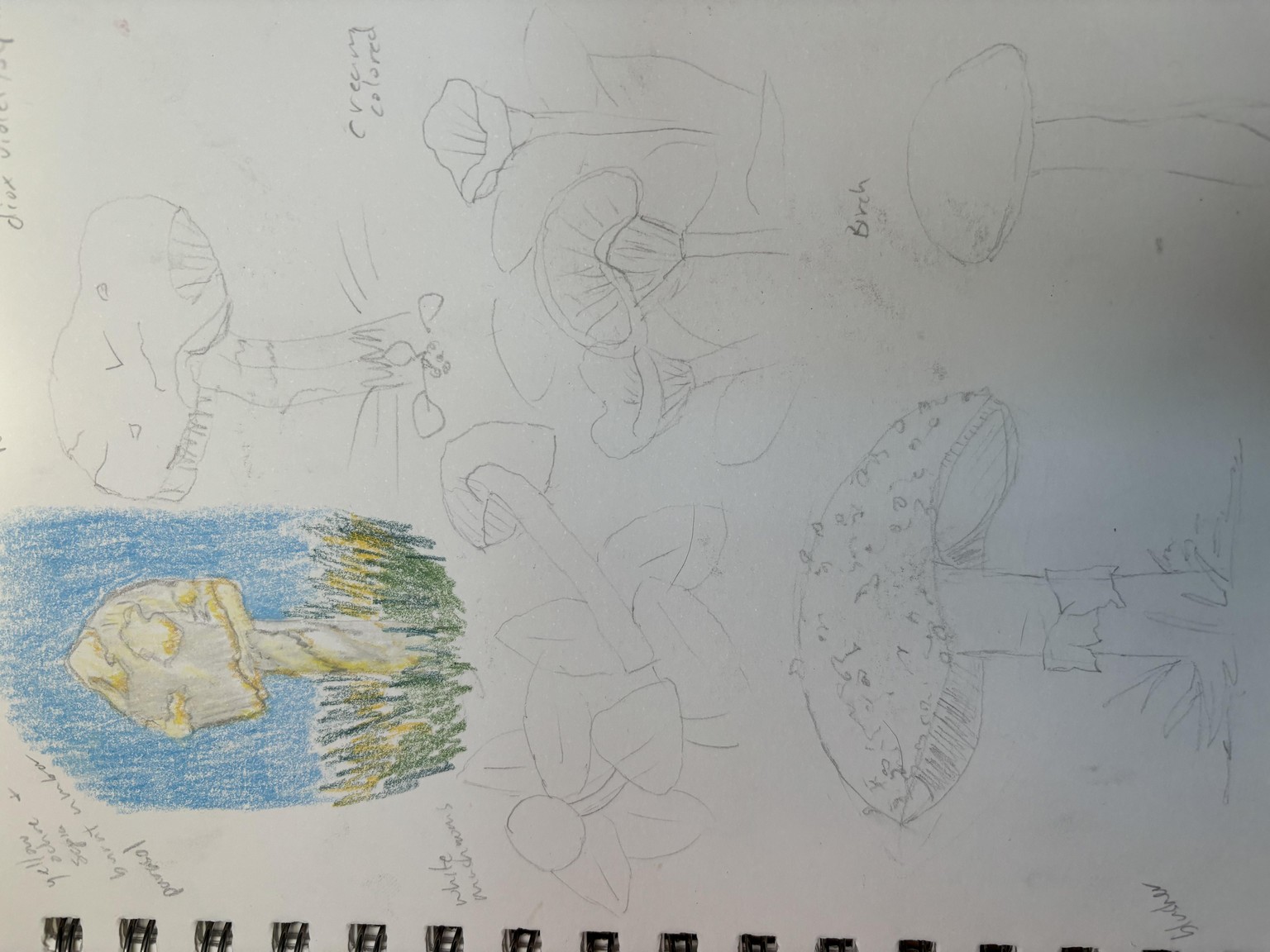 Mushroom sketches - image 2 - student project
