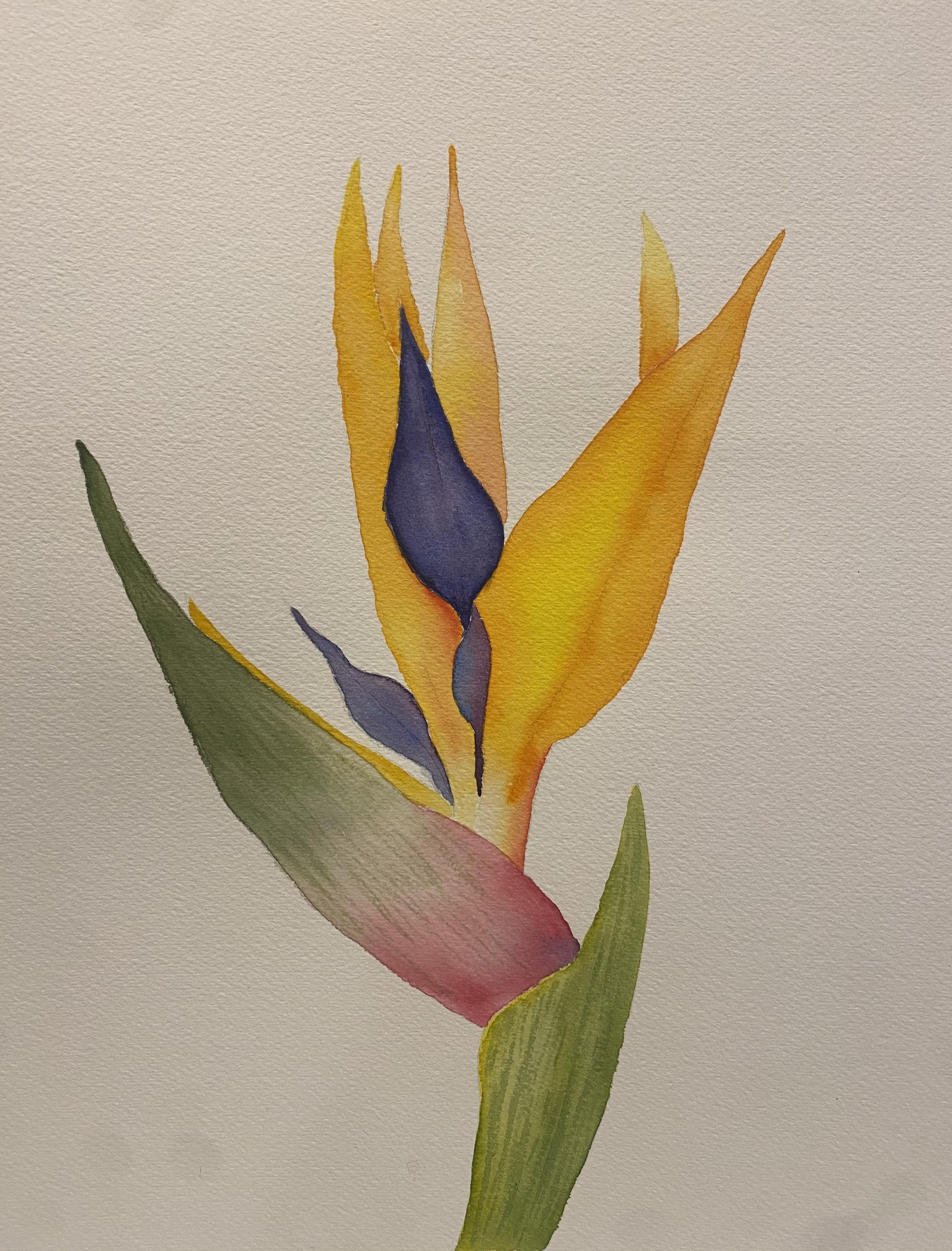 Bird of Paradise flower - image 1 - student project