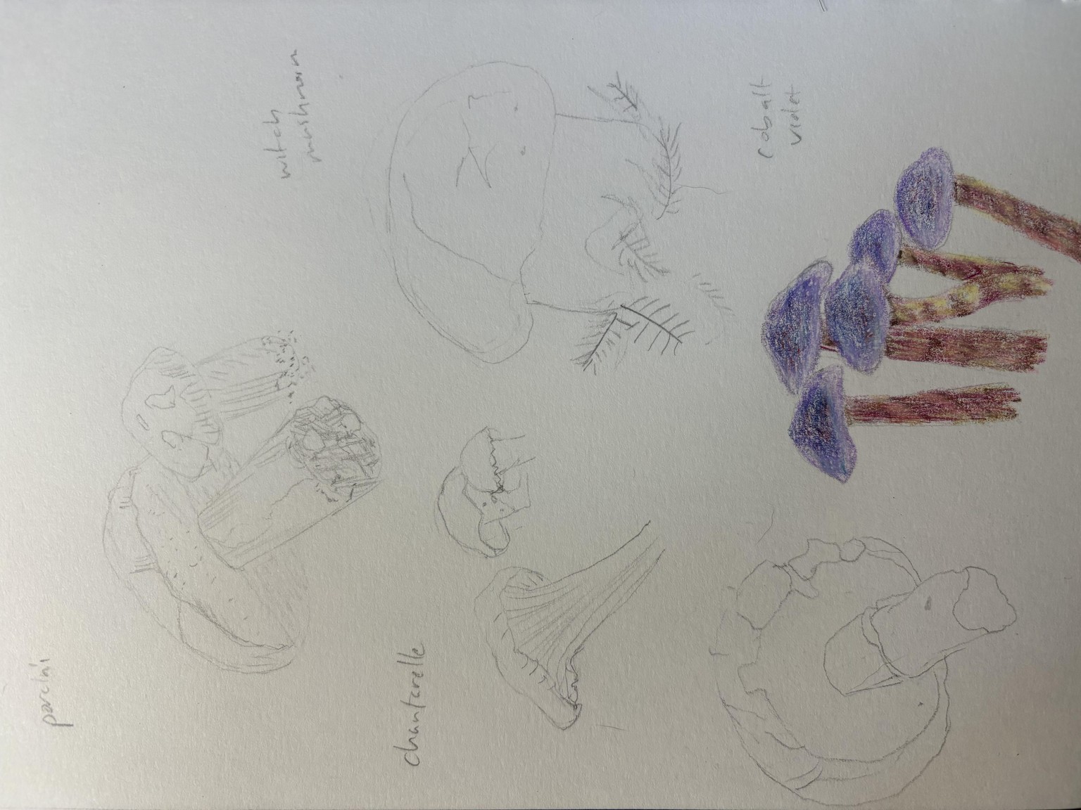 Mushroom sketches - image 1 - student project