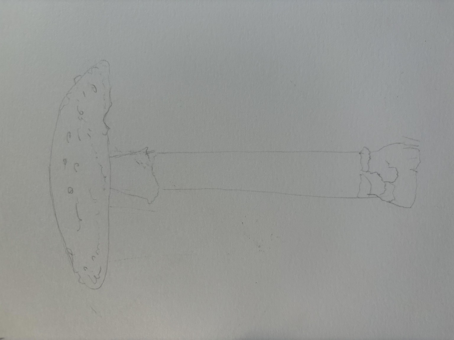 Mushroom sketches - image 3 - student project