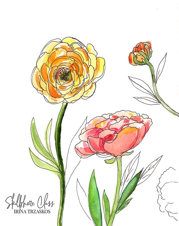Watercolor Ranunculus {Sample project} - image 3 - student project