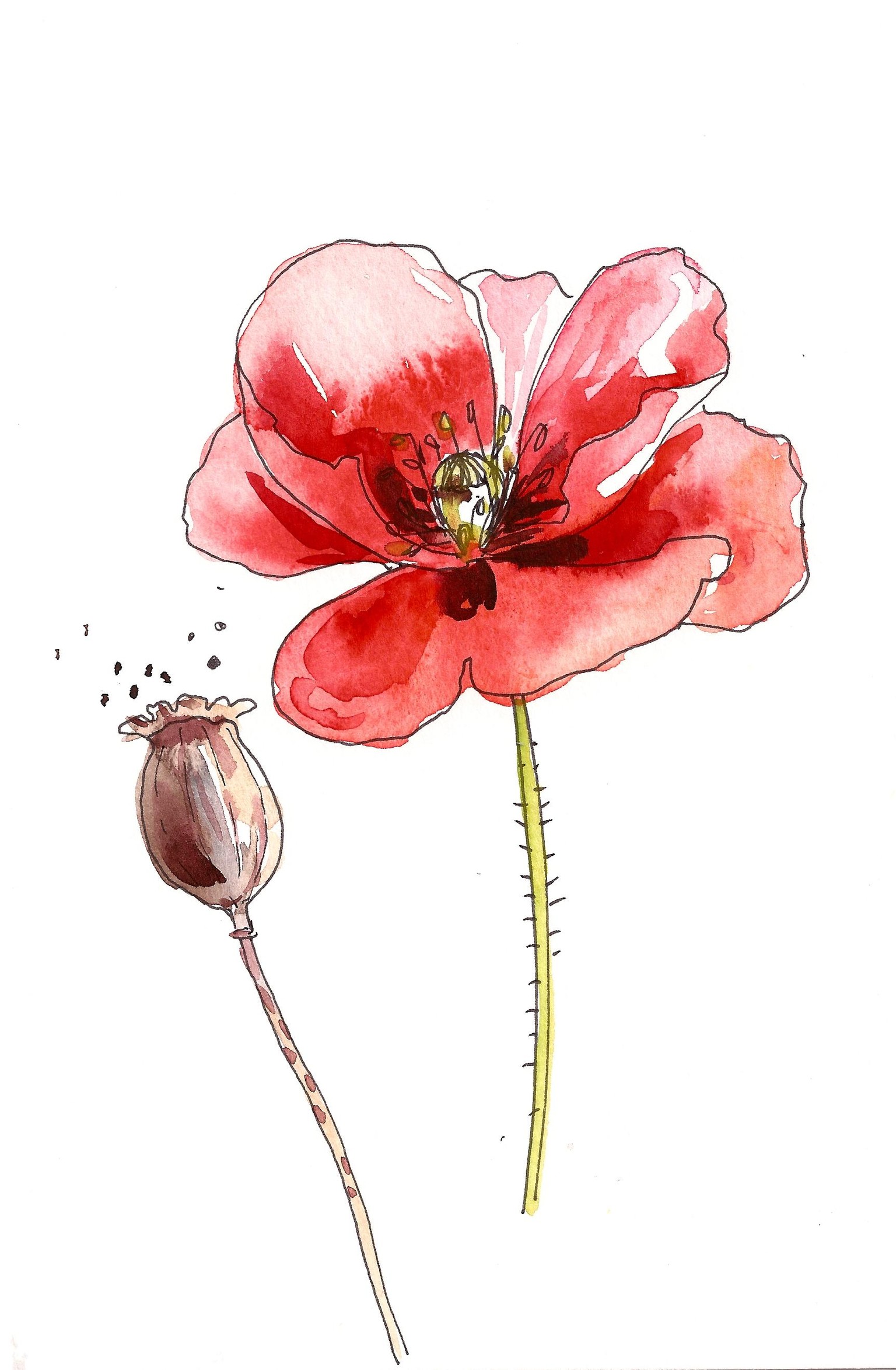 Sample project Watercolor Poppies  - image 1 - student project