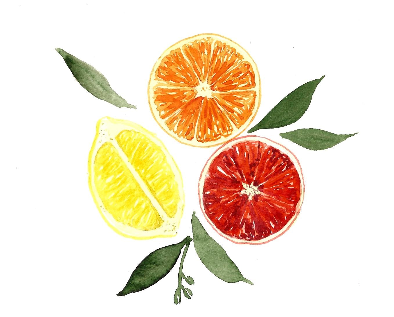 Citrus Fruits Sample Project - image 3 - student project