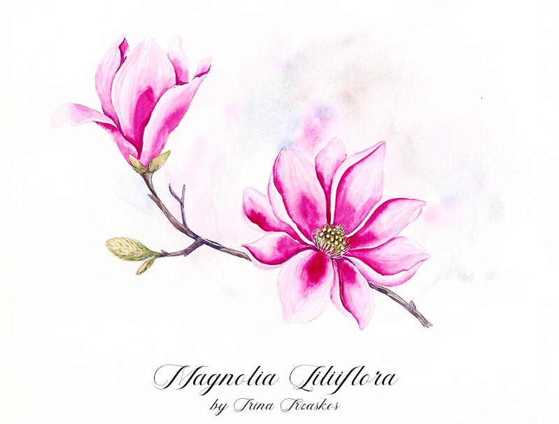 Magnolia watercolor illustration {sample project} - image 1 - student project