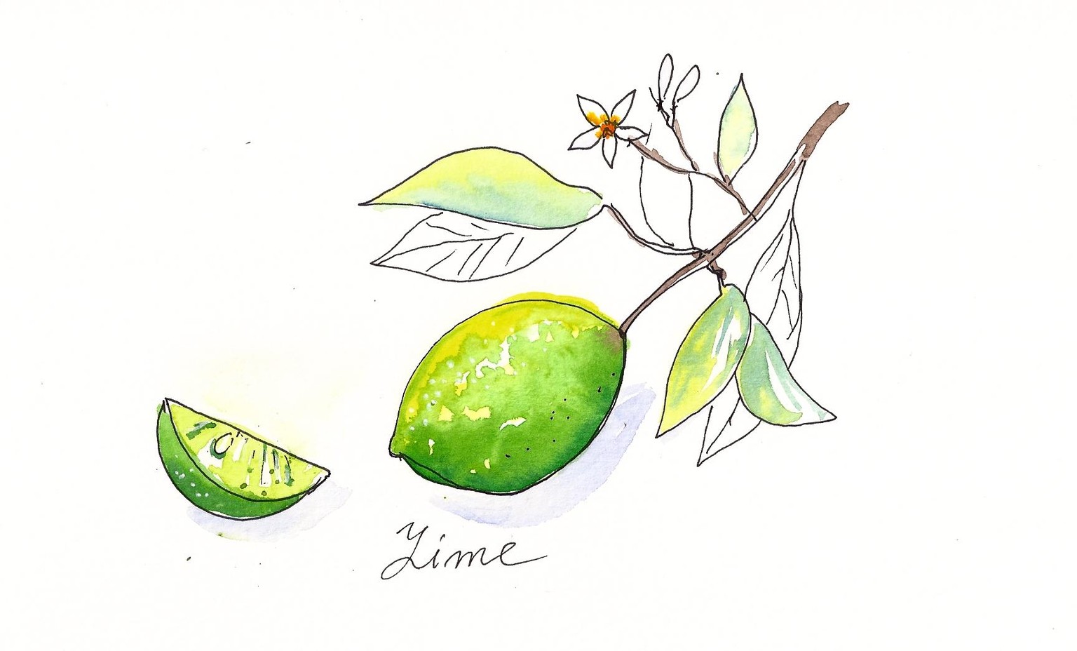 Citrus Fruits Sample Project - image 2 - student project