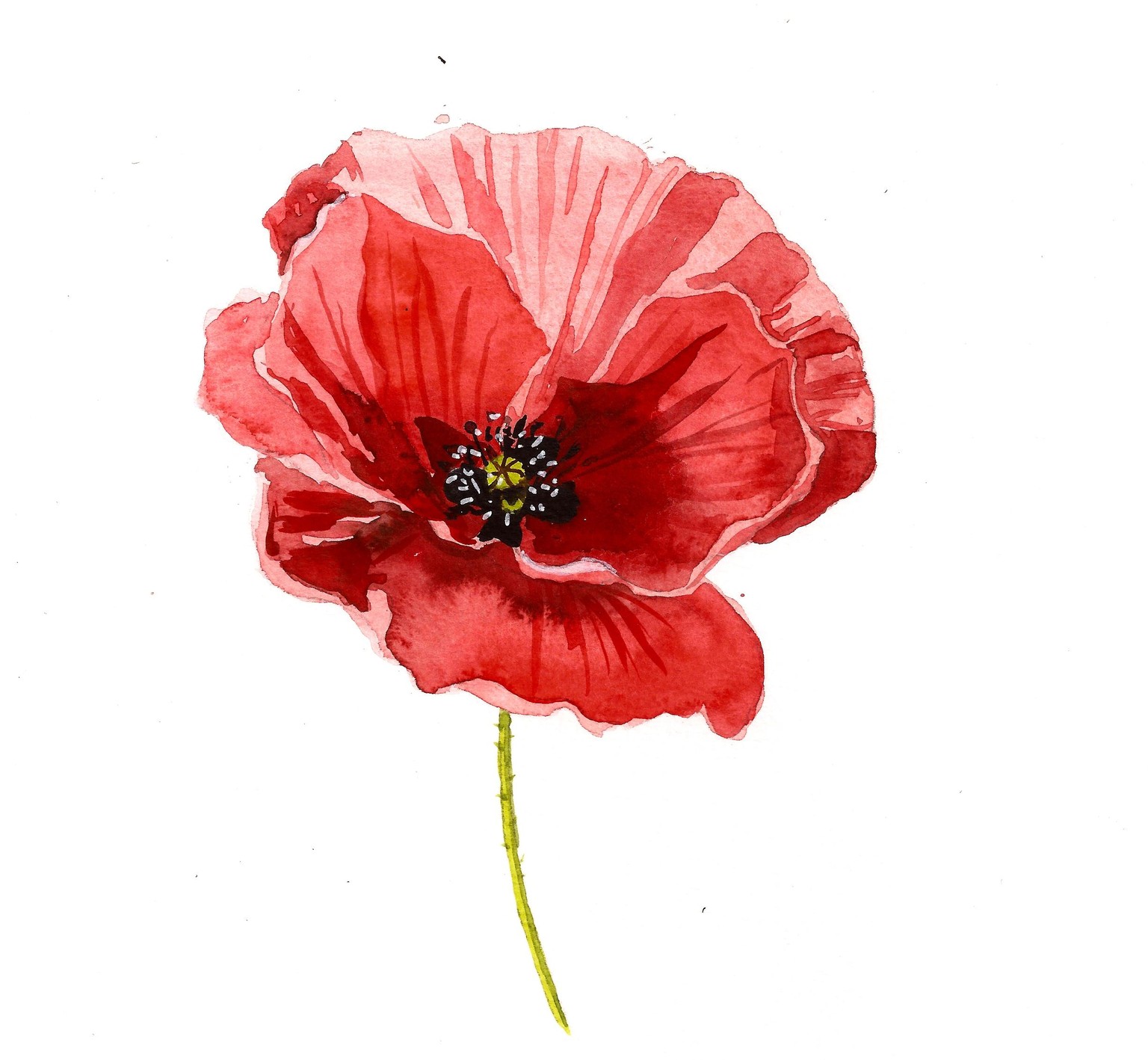 Sample project Watercolor Poppies  - image 2 - student project