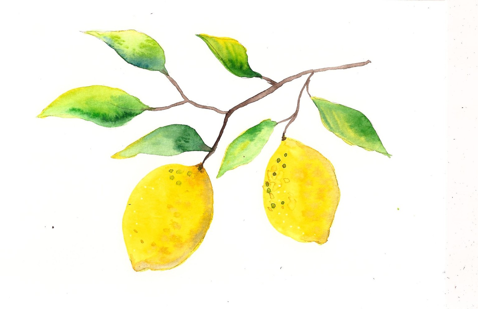 Citrus Fruits Sample Project - image 1 - student project