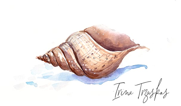 Watercolor Seashell {Sample Project} - image 1 - student project