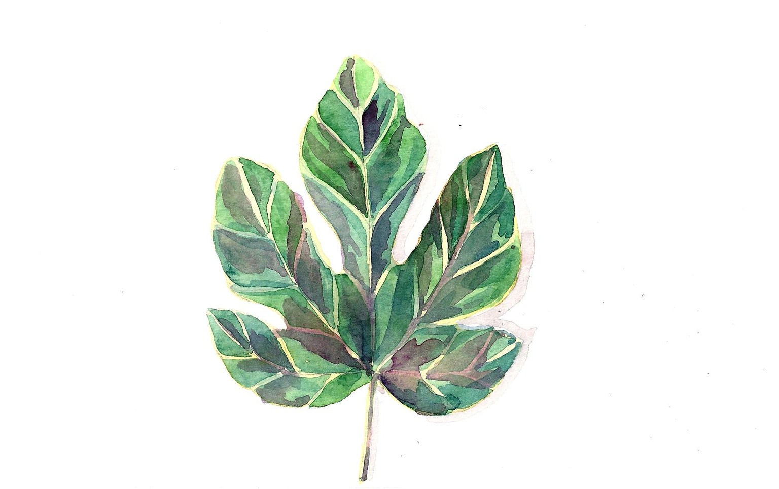 Watercolor Leaves Sample Project - image 3 - student project
