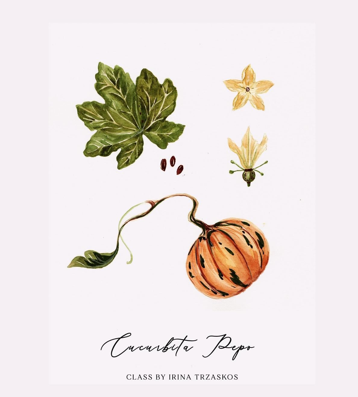 Botanical Pumpkin - Sample Project - image 1 - student project
