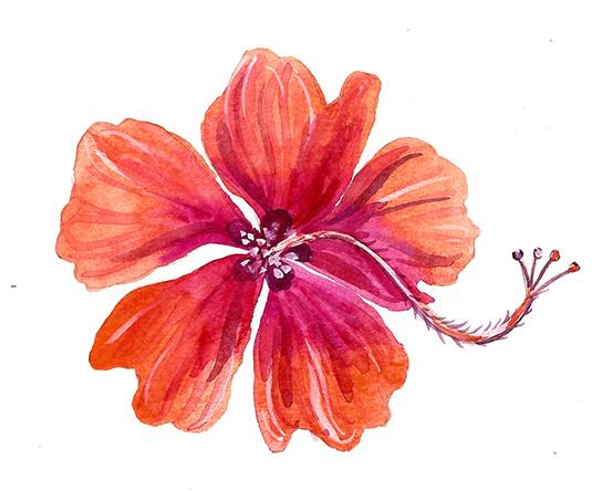 Tropical Flowers Sample Project - image 1 - student project