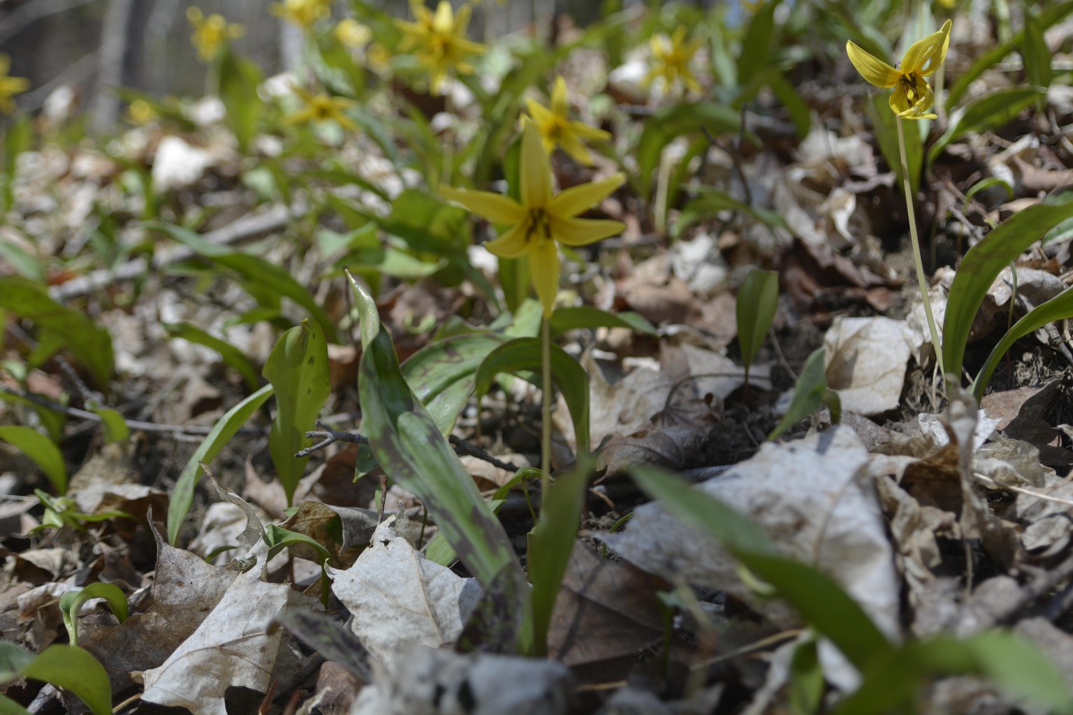 Testing Manual Mode - image 1 - student project
