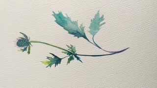 Thistle - image 1 - student project